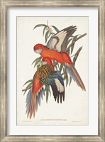 Tropical Parrots I Fine Art Print