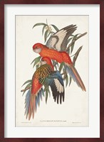 Tropical Parrots I Fine Art Print