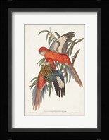 Tropical Parrots I Framed Print