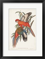 Tropical Parrots I Framed Print