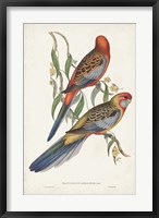 Tropical Parrots II Fine Art Print