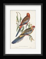 Tropical Parrots II Framed Print