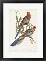 Tropical Parrots II Framed Print