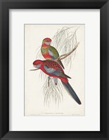Tropical Parrots III Fine Art Print