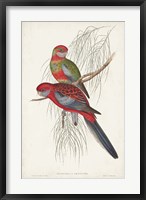 Tropical Parrots III Fine Art Print