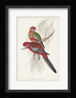 Tropical Parrots III Framed Print