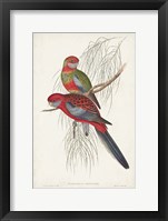 Tropical Parrots III Framed Print