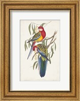 Tropical Parrots IV Fine Art Print