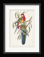 Tropical Parrots IV Framed Print