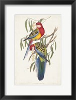 Tropical Parrots IV Framed Print