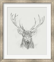 Contemporary Elk Sketch II Fine Art Print