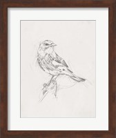 Avian Study  I Fine Art Print