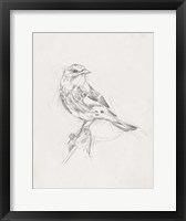Avian Study  I Framed Print