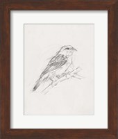 Avian Study  II Fine Art Print