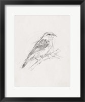 Avian Study  II Framed Print