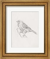 Avian Study  III Fine Art Print