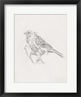 Avian Study  III Framed Print