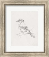 Avian Study  IV Fine Art Print