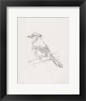 Avian Study  IV Fine Art Print