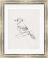 Avian Study  IV Fine Art Print