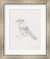 Avian Study  IV Fine Art Print