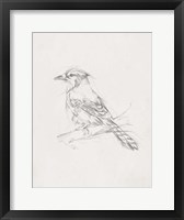 Avian Study  IV Framed Print