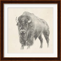 Western Bison Study Fine Art Print