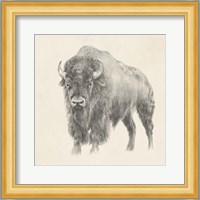 Western Bison Study Fine Art Print