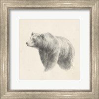 Western Bear Study Fine Art Print