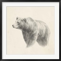 Western Bear Study Fine Art Print