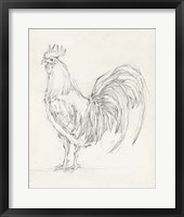 Rooster Sketch II Framed Print