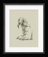 Puppy Dog Eyes II Framed Print