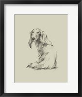 Puppy Dog Eyes II Framed Print