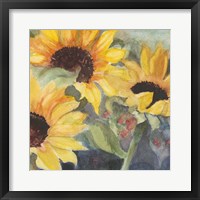 Sunflowers in Watercolor II Framed Print