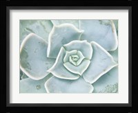 Storybook Succulent II Framed Print