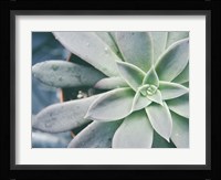 Storybook Succulent III Framed Print