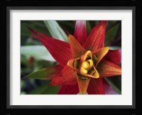 Bromeliad Burst I Framed Print
