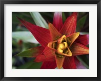 Bromeliad Burst I Framed Print