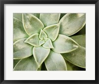 Spring Succulent I Framed Print