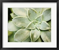 Spring Succulent II Framed Print
