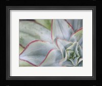 Desert Star I Framed Print