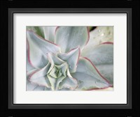 Desert Star II Framed Print