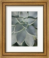 Hanging Garden Succulent II Fine Art Print