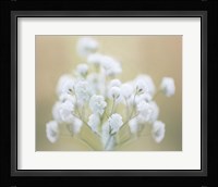 Baby's Breath Study I Fine Art Print