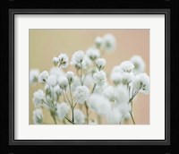 Baby's Breath Study II Fine Art Print