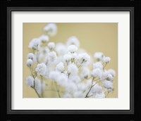 Baby's Breath Study III Fine Art Print