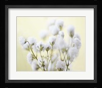 Baby's Breath Study IV Fine Art Print