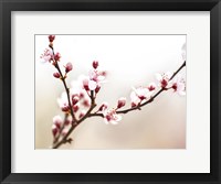 Cherry Blossom Study I Fine Art Print