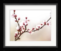 Cherry Blossom Study I Framed Print