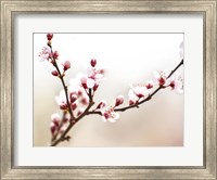 Cherry Blossom Study I Fine Art Print